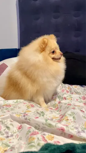 Lulu da Pomerânia (Spitz Alemão) Macho para Cruza -Curitiba
