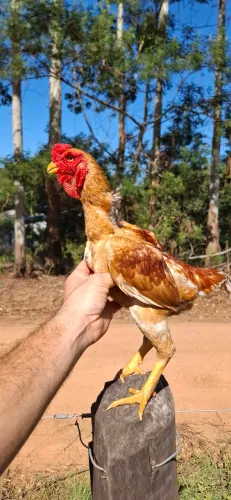 Ovos de Ko shamo 