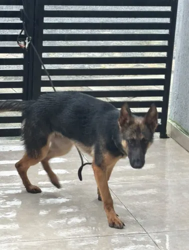 Doação Pastor Alemao 6 meses