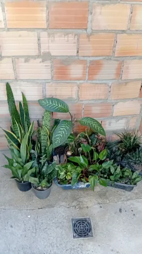 Plantas