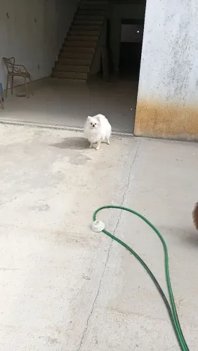 Lulu da pomerania.macho.11 meses.$2.300.zap *30