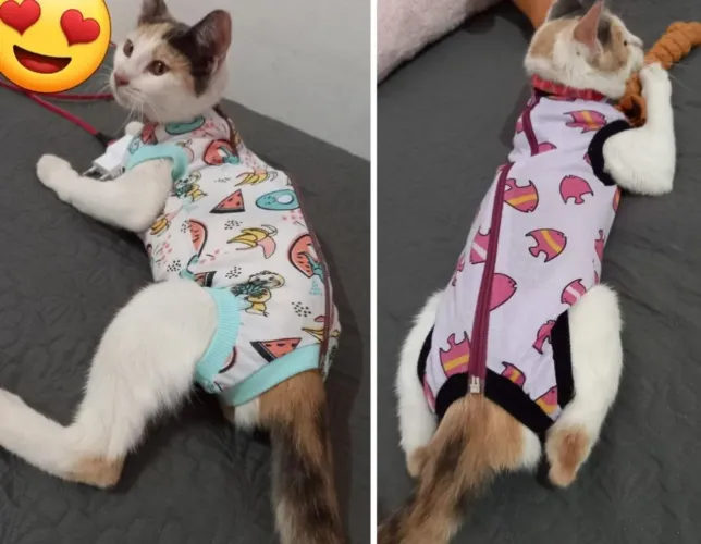 Roupa Pet cirúrgica para gata