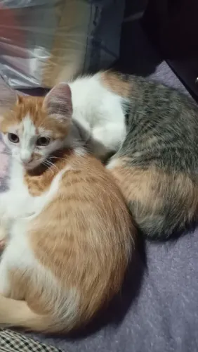 Gatinhos