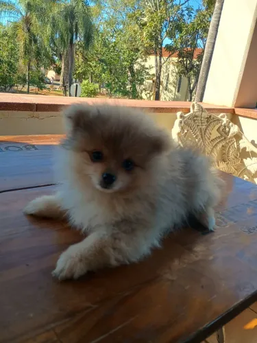 Filhote macho lulu da pomerãnia anão, cor merle