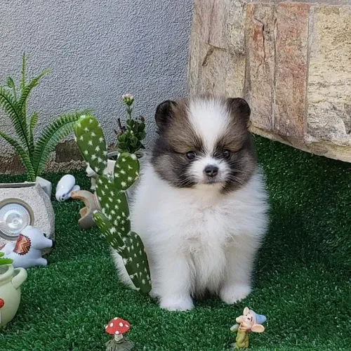 ?Spitz Alemão macho filhote - ideal para apartamento?