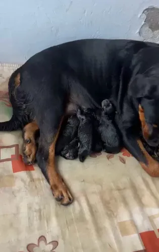 Filhotes de Rotwaller com labrador