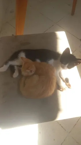 Doação gatinhos filhotes lindos