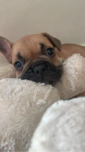 Buldogue francês filhote