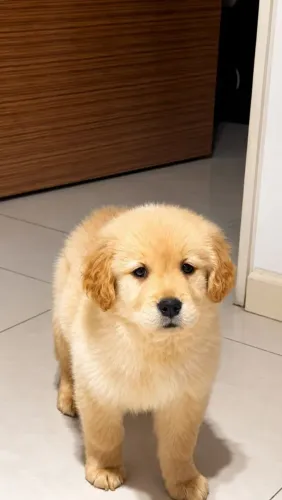 Golden Retriever Uma fofura dessas não passa despercebida