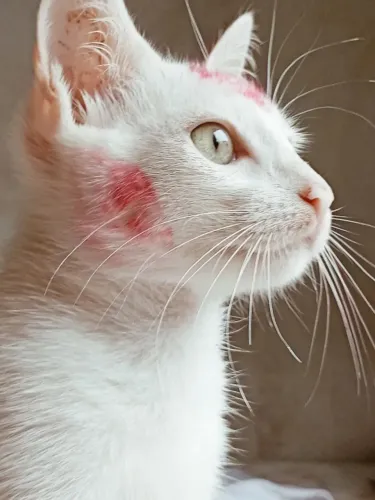 Gata angorá 