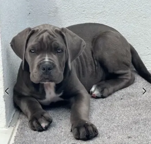 Cane Corso,Cane Corso Filhote Top Padrão da Raça