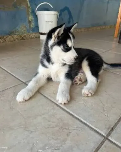 Filhote Husky Siberiano Olhos claros macho