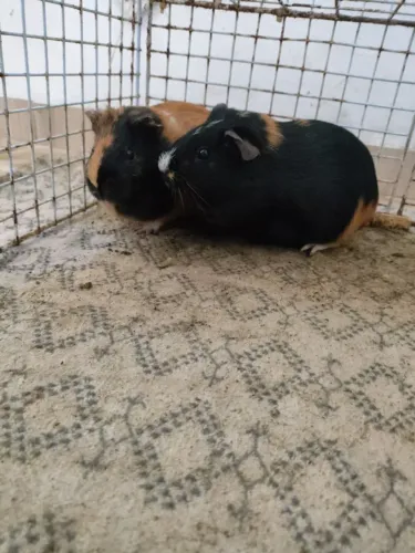 Porquinhas da Índia
