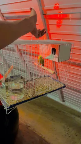 Vendo gaiola novinha