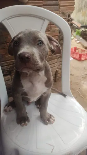 Pit Monsters a venda