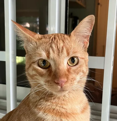 Lindo Milo para adoção 