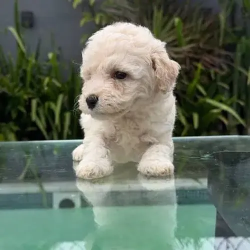 Poodle mini
