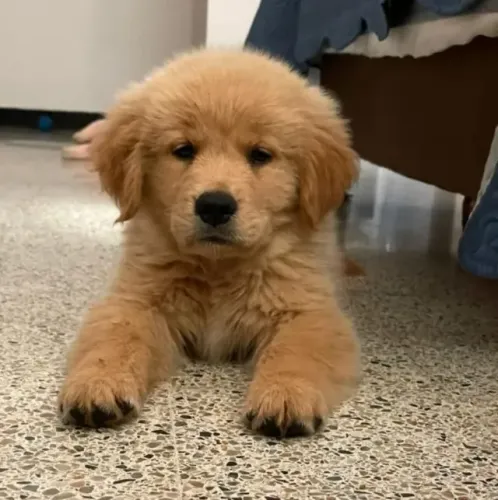 Filhotes de Golden Retriever | Amor que conquista fácil.