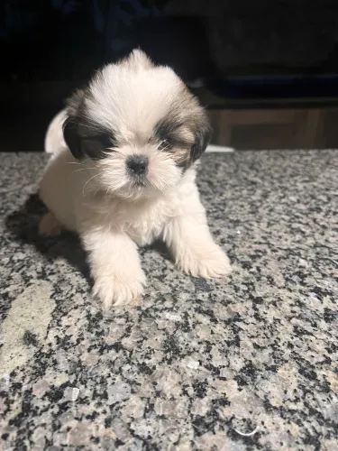 Vende-se shih tzu macho porte pequeno com 50 dias