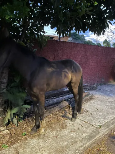 Cavalo inteiro marcha picada cavalo esta novo novo
