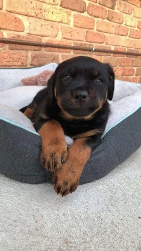 Rottweiler Um cachorrinho que vai transformar sua rotina