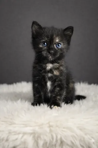 Eles já enfrentaram a rua e a chuva. Agora só precisam de um lar ?