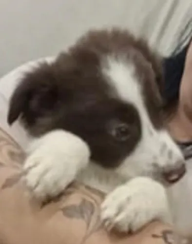 Border collie branco e chocolate 