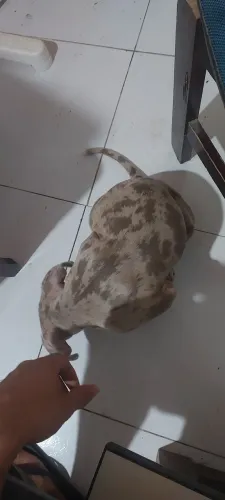 Pitbull 2 meses e 16 dias Merle 