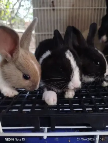 Coelhos filhotes