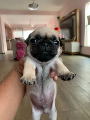 Pug,Pug Filhote Disponível Alta Qualidade