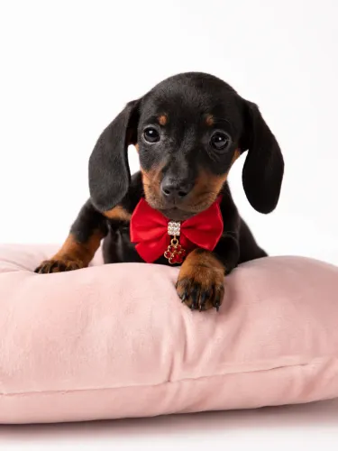 Dachshund miniatura sua nova elegância em casa promoção