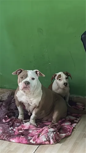 Filhote de American bully 