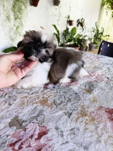 Shih Tzu brincalhão 