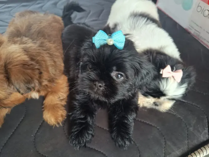 VENDO SHIH TZU...... FÊMEA PURA