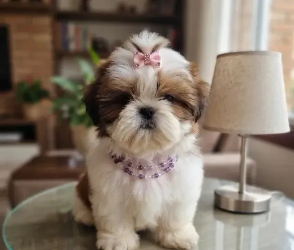 shih tzu fêmea micro alto padrão