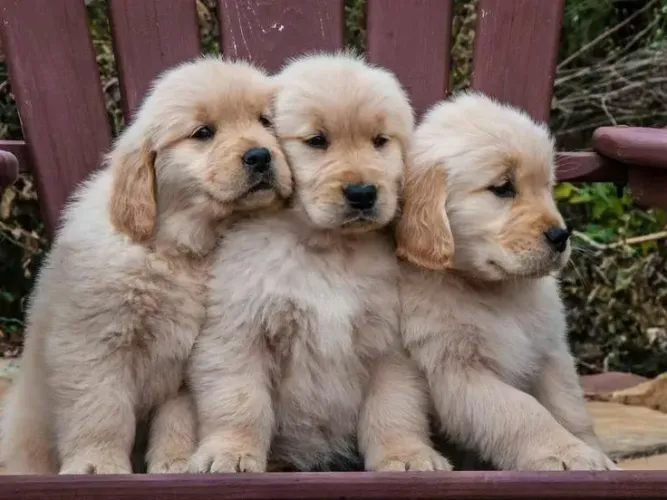 filhotes Golden Retriever emtre em contato