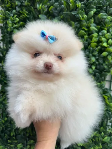 Spitz Alemão. Uma bela femeazinha pelagem creme de nariz marrom.