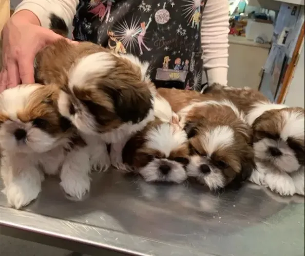 Filhote de Shih-Tzu Macho: Carinho e Alegria em Cada Pata!"