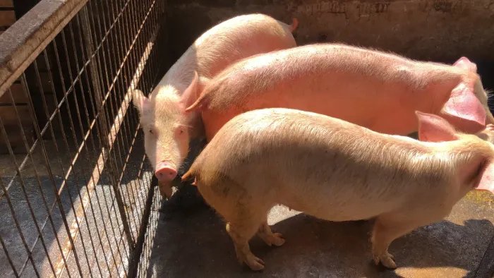 Porcos largie white e pietran PÓ