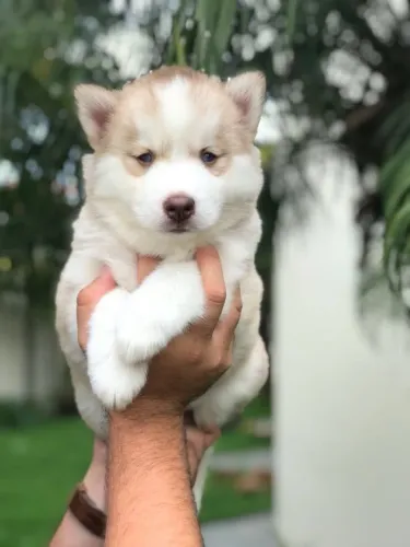 Fêmea de Husky Siberiano com 59 dias vacinada e com pedigree todas as garantias de saúde