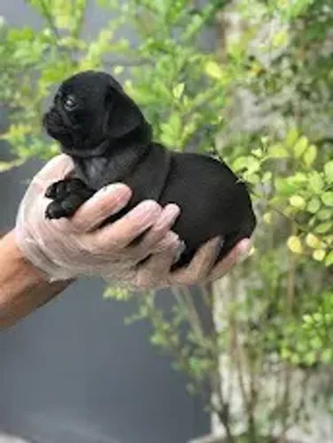 Pug filhotes de 45 a 60 dias, a pronta entrega