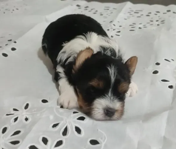 Biewer Terrier Pequeno Fêmea com Pelagem Linda