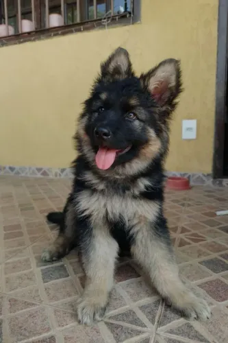 Pastor alemão filhotes cativante e enorme