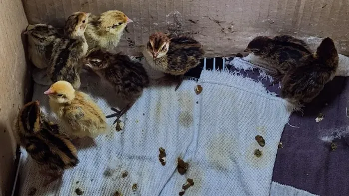 Pintinhos de codorna gigante com 7 dias