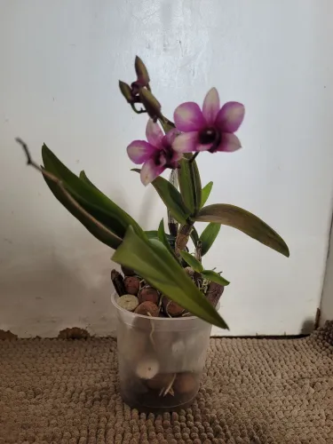 Orquídea 