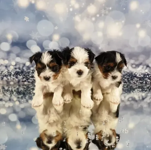  Biewer Terrier Fêmea Tricolor Com Pedigree e Todo o Cuidado que Ela Merece