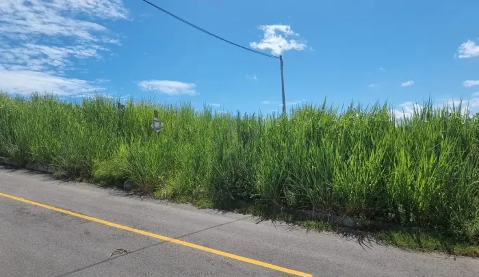 Terreno à venda, 504 m² por R$ 115.000,00 - Bambuí - Maricá/RJ
