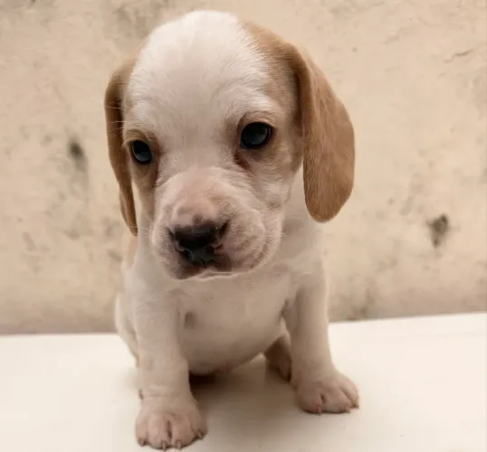 Filhotes fêmeas. Raça Beagle