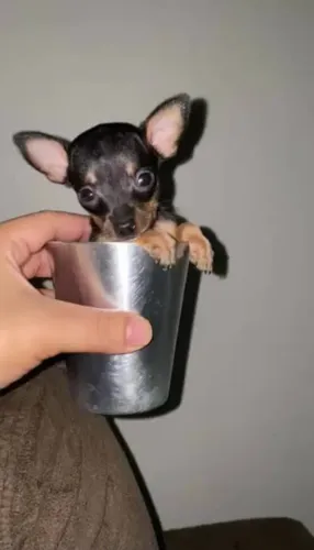 Oportunidade - Bebezinha Pinscher fêmea 00.