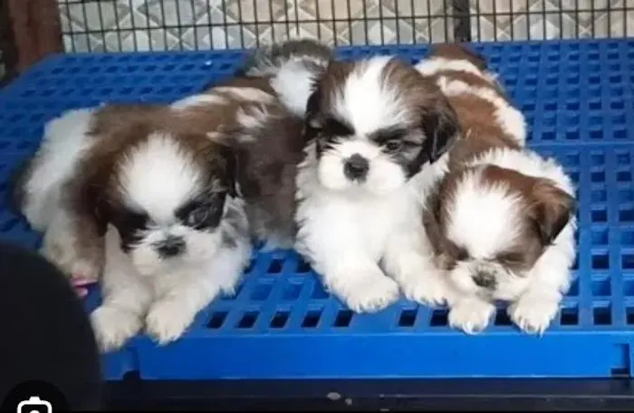 Shihtzu Mini Filhotes Alto Padrão. 